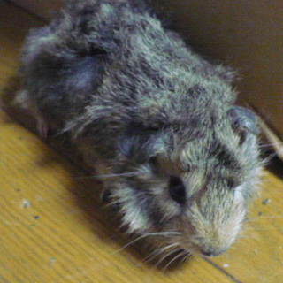 今年二回目の募集です。（管理番号23）