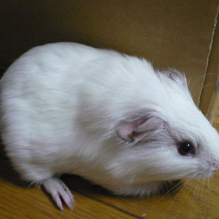 今年二回目の募集です（管理番号25）