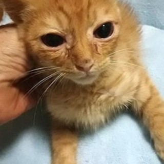 猫会のねこ＊健康チェック済＊２か月半可愛い男の子