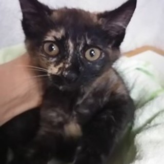 猫会＊健康チェック済＊２か月半ほんわかおんなの子