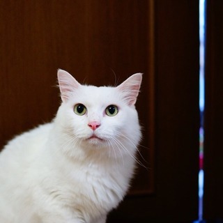 ゴージャス長毛 ココちゃん♂