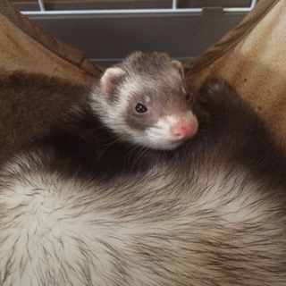 可愛がってくれる方