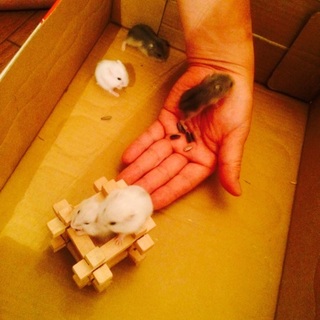 7/24生まれジャンガリアンハムスター里親募集