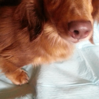 ダックスの女の子