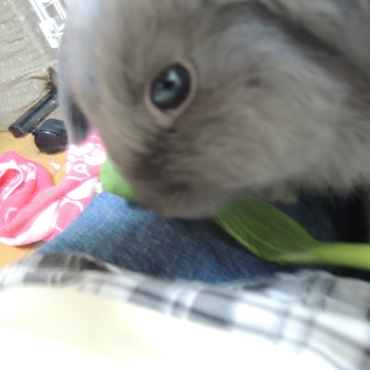 好物だと、目がキラキラするよね。ふくは　小松菜が好きなんだね。