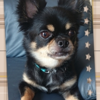 飼育放棄のチワワの男の子