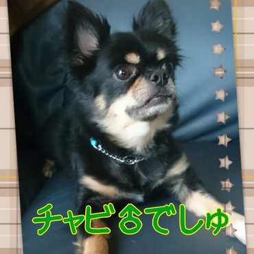 里親様募集中♪