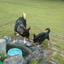 「飼育放棄のチワワ『チャビ』里親様募集中です♪」サムネイル2