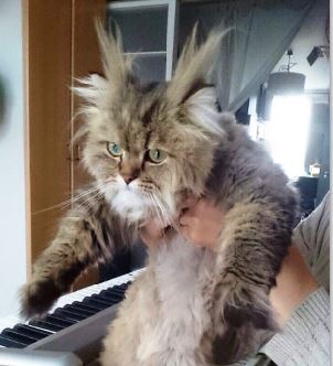 カマル（カマムツ）