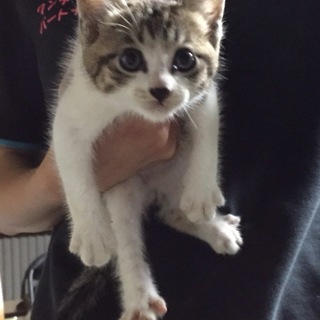 とてもかわいい子猫です