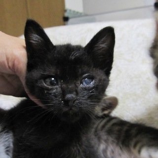 ビロードの手触り 人なつこい黒猫もっくん 動画有り