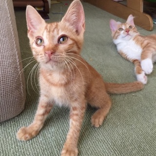 とても素敵なご家族に里親さんに決定いたしました。