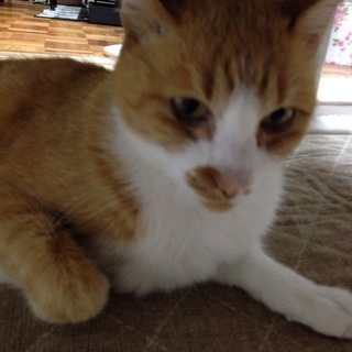 家族になってやってください（ ;  ; ）