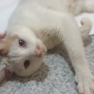 里親急募！泣かない暴れない悪さしないお利口過ぎる子