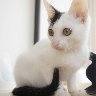 イケにゃん子猫のチャナくん！