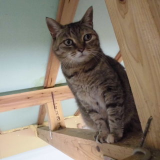 静岡市内で里親募集！！