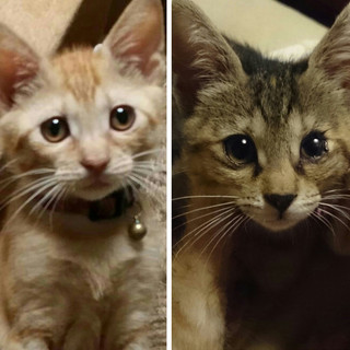 人間大好き・仲良し兄妹子猫！