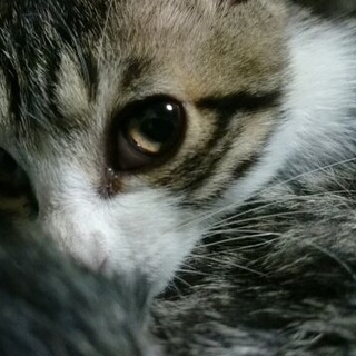 元気な子猫です