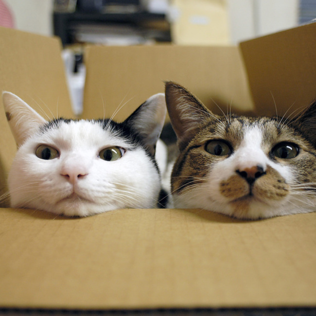 もーすのカバー写真