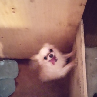 甘えん坊で通常サイズより小さなチワワ