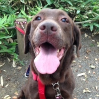 あんず(チョコラブ♀）のお里はどこかしらん？