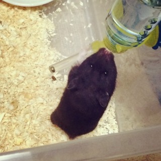 ゴールデンハムスター