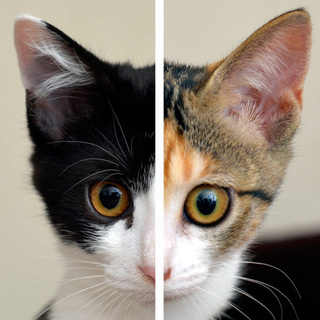 なかよし兄妹猫　家族を募集します！