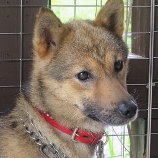 ちょっと寂しげなロンリーボーイ