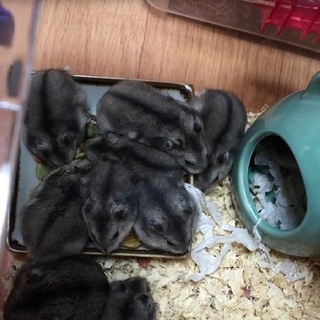 7/12生まれ　ジャンガリアン　ハムスター