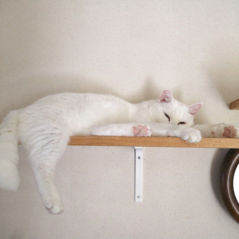 シロのカバー写真