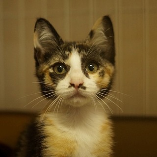 個性派三毛っこ　鹿の子ちゃん