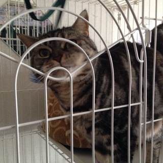 諸事情により急ぎで里親さん募集です