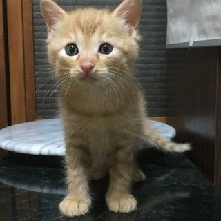 茶トラ　560ｇ　大切に飼ってくださる方募集