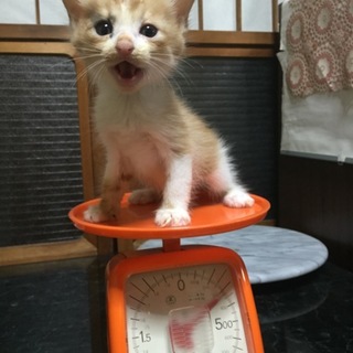 茶トラ白　410ｇ　大切に飼ってくださる方募集