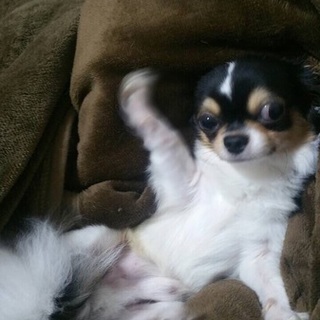 チワワのハク君