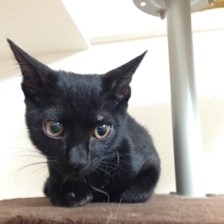 クロネコ 里親募集中です。