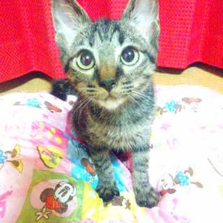 卒園に向けてママさんパパさんの募集です♪