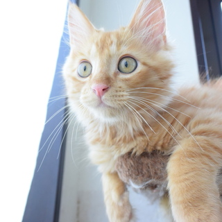 茶トラの子猫 　人馴れしてます。