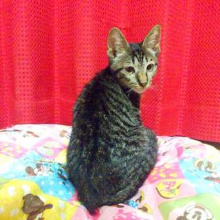 卒園に向けてママさんパパさんの募集です♪