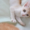白茶の子猫　人間大好き　甘えさせてください