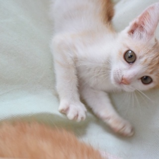 白茶の子猫　人間大好き　甘えさせてください