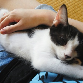 卒園に向けてママさんパパさんの募集です♪