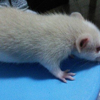 ラットの子供の里親さま募集いたします！