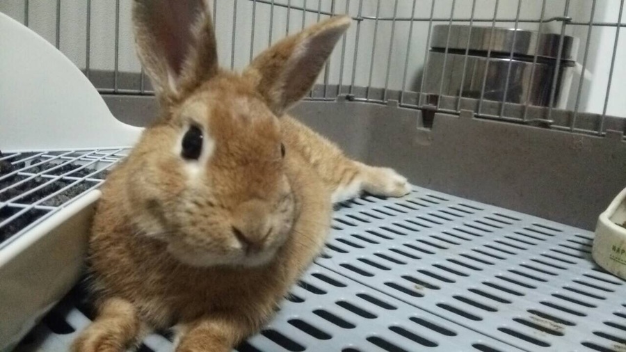 里親になって頂ける方探しています サムネイル1