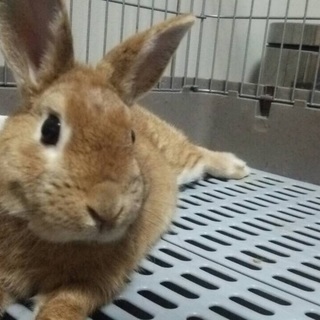 里親になって頂ける方探しています