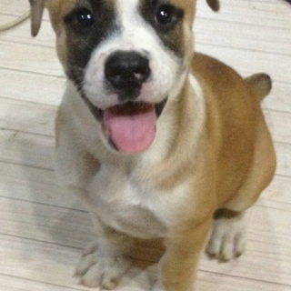 秋田・ブルドック　mix 仔犬 7