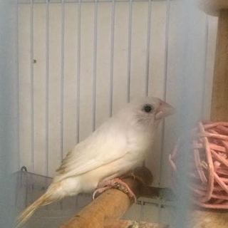 都内山手線圏内　白十姉妹の里親さん募集