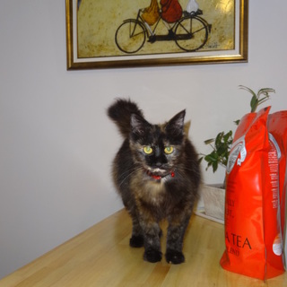 とっても甘えん坊な長毛サビちゃん