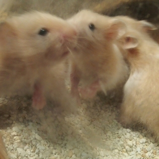 【仮予約済み】長毛ハムスター！サテン