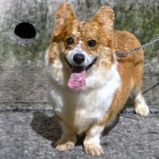 控えめなで美人なコーギーの女の子　3～4歳